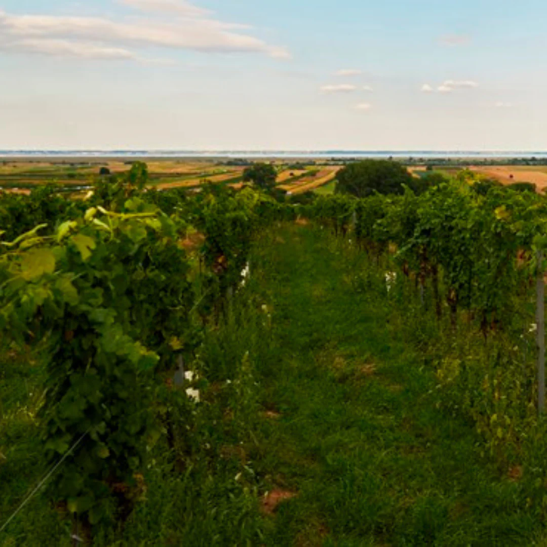 Josephine 2022 - Image 4