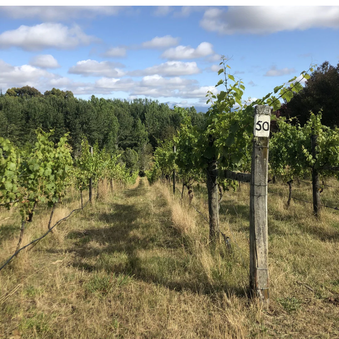 Wasurenagusa Forget Me Not 2020 - Image 4