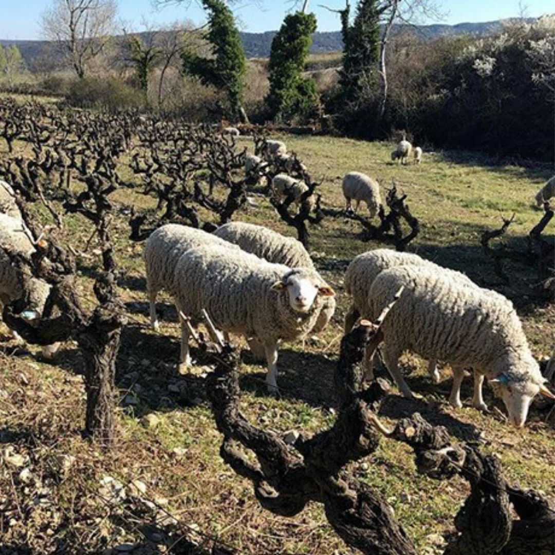 New Peach on the Block 2019 - Image 3