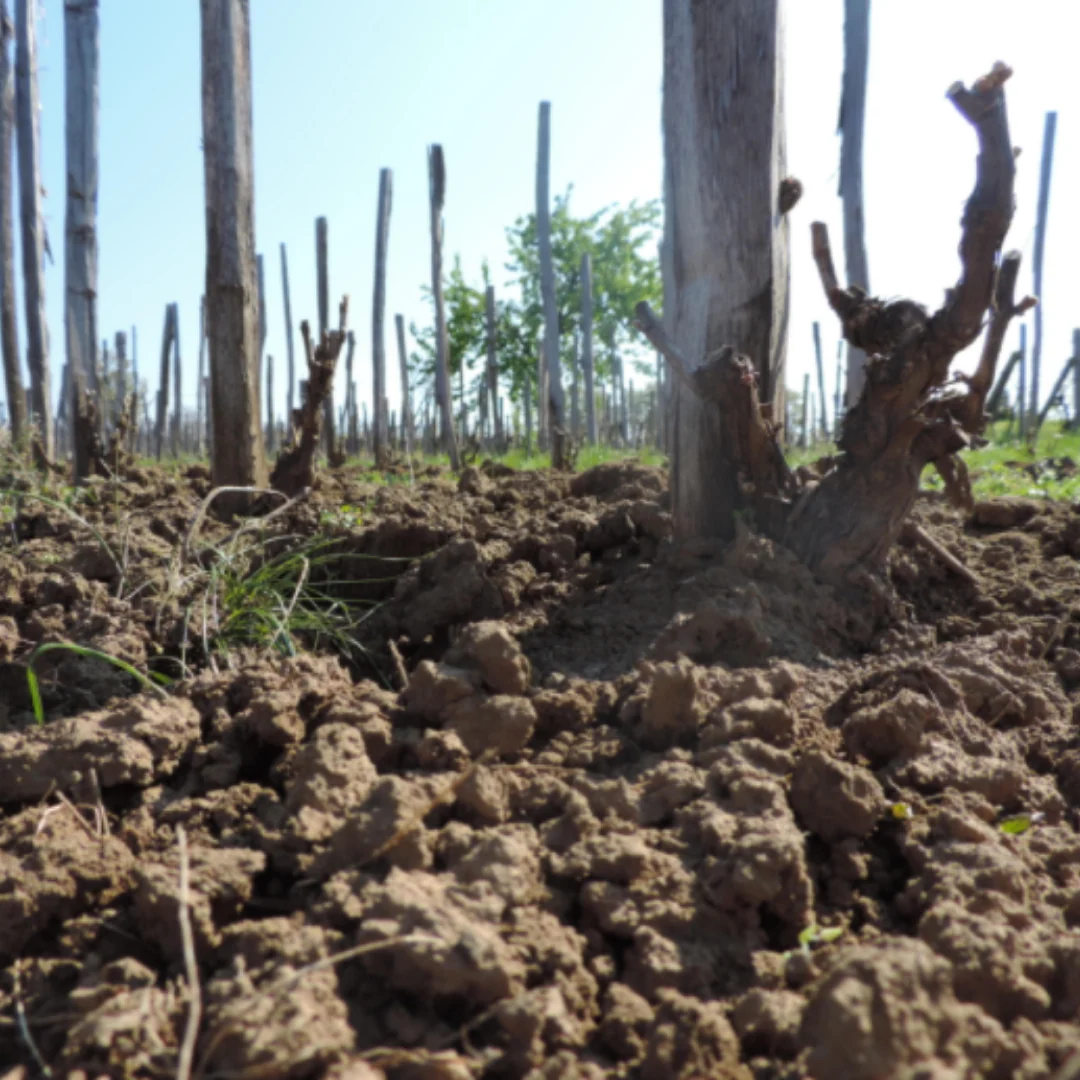 Heion 2018 - Image 4