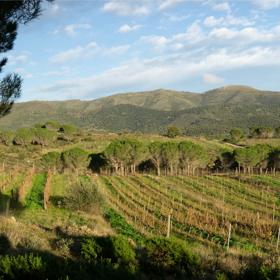 Juicy 2019 - Image 6